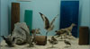 Barbados Museum - Birds Exhibit